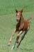 foal1